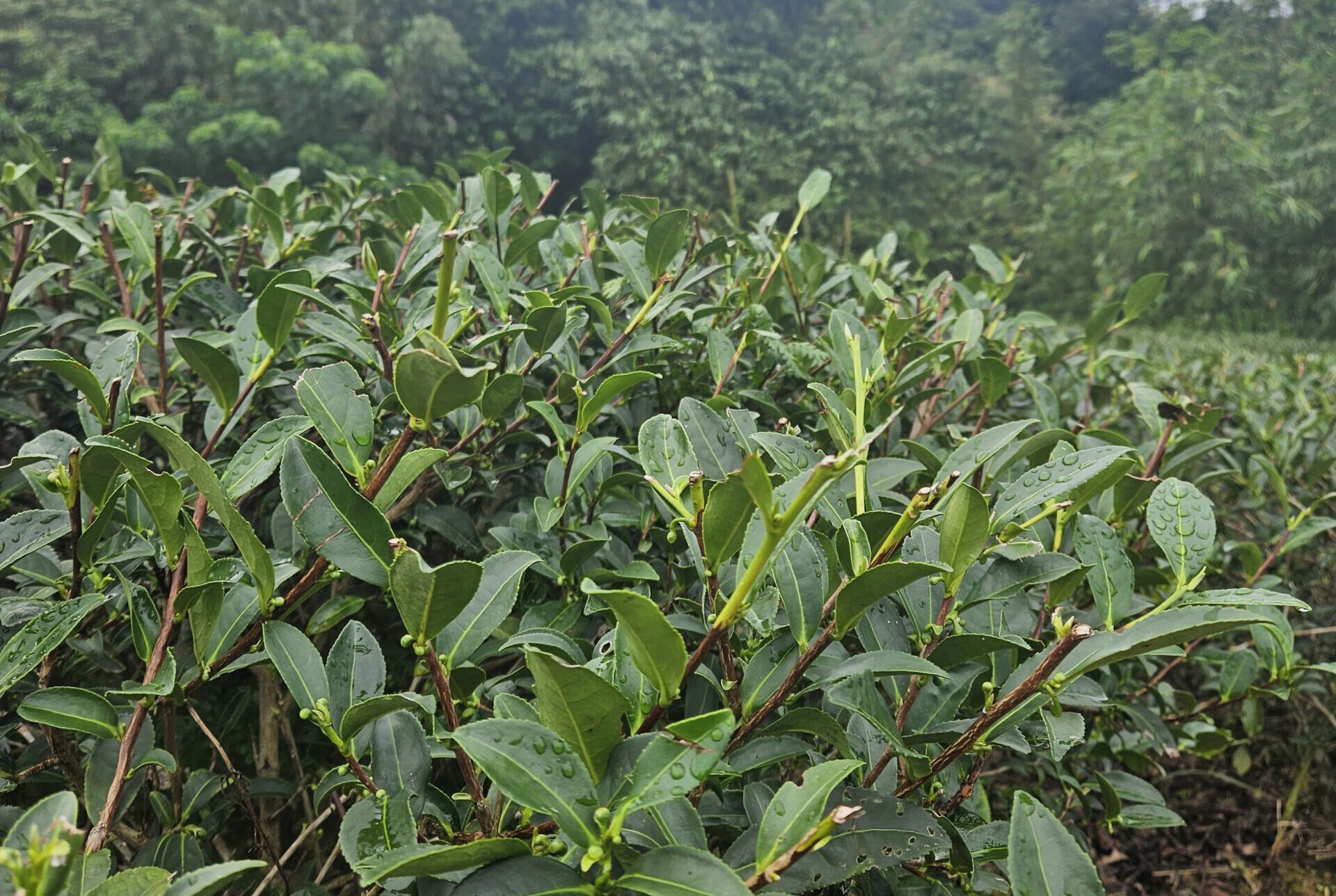 Maokong theeplantages