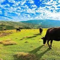 Yangmingshan National Park: vulkanen, hot springs & bloesems.