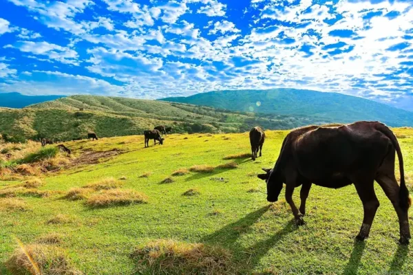 Yangmingshan National Park: vulkanen, hot springs & bloesems.