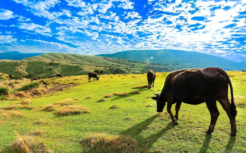 Yangmingshan National Park: vulkanen, hot springs & bloesems.
